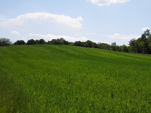 Ostra mogiła Wojsławice